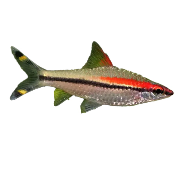 Imagem do peixe Barbo Denisoni